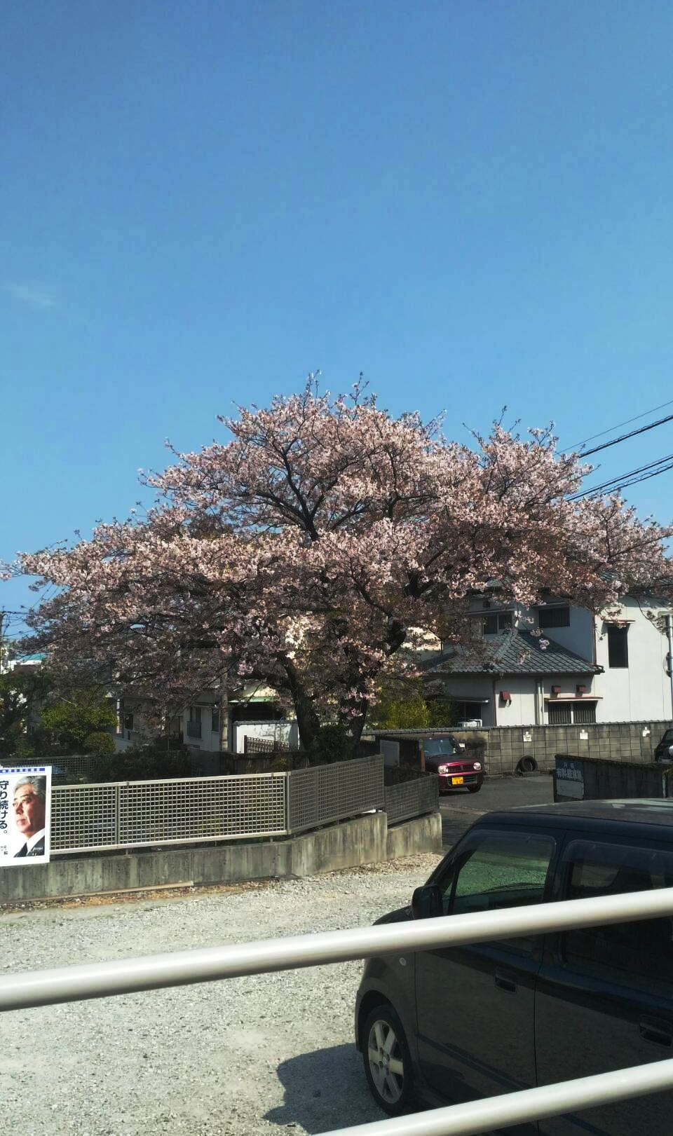 A cherry blossom tree around the neighborhood