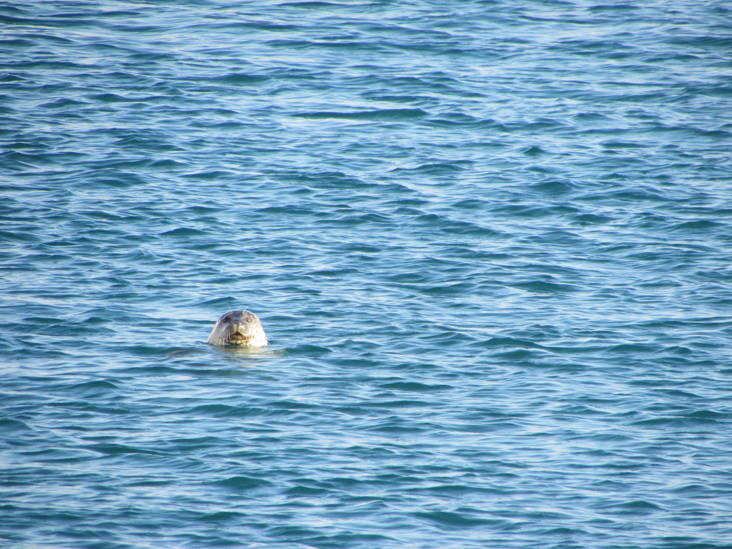 Hello seal ^^