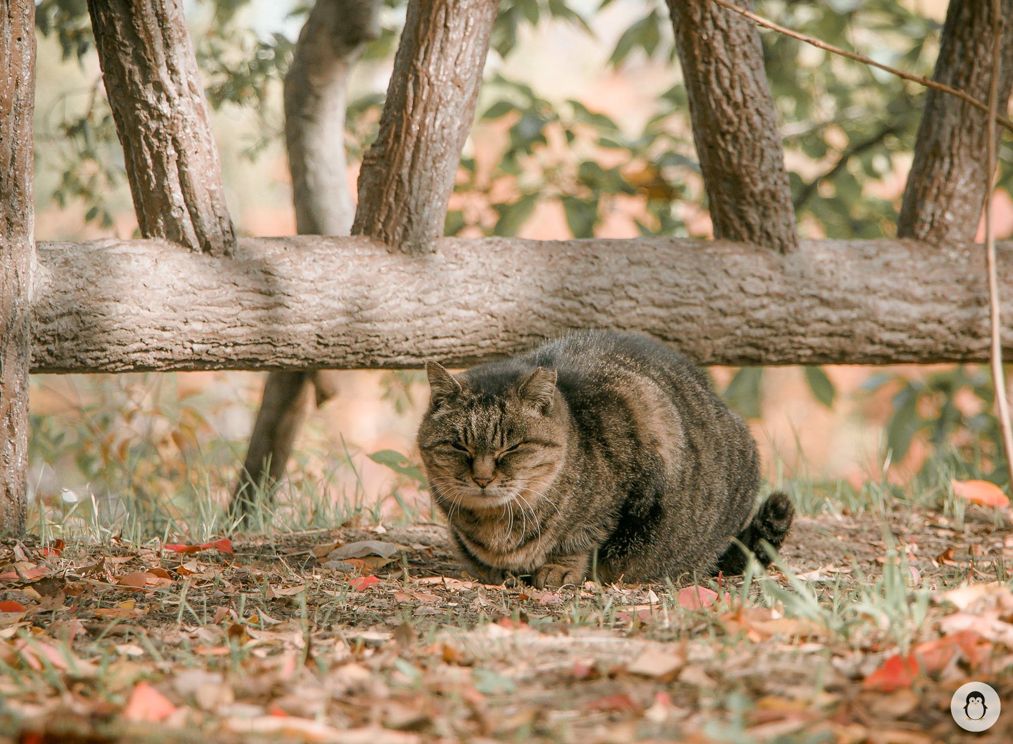 The chubby cat fellow I came across at the park