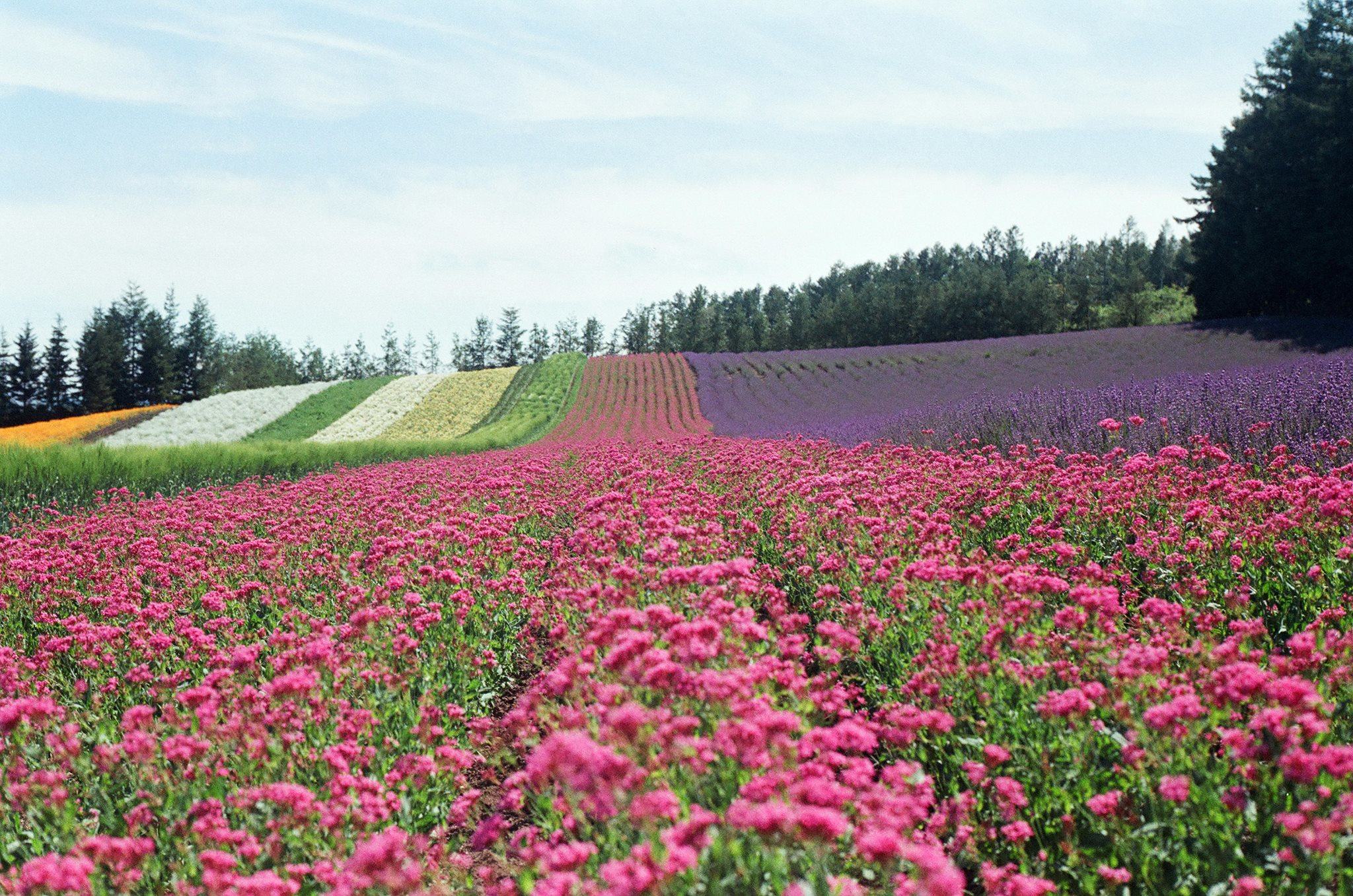 Who weaves such a poetic flower field of rainbow colors?!