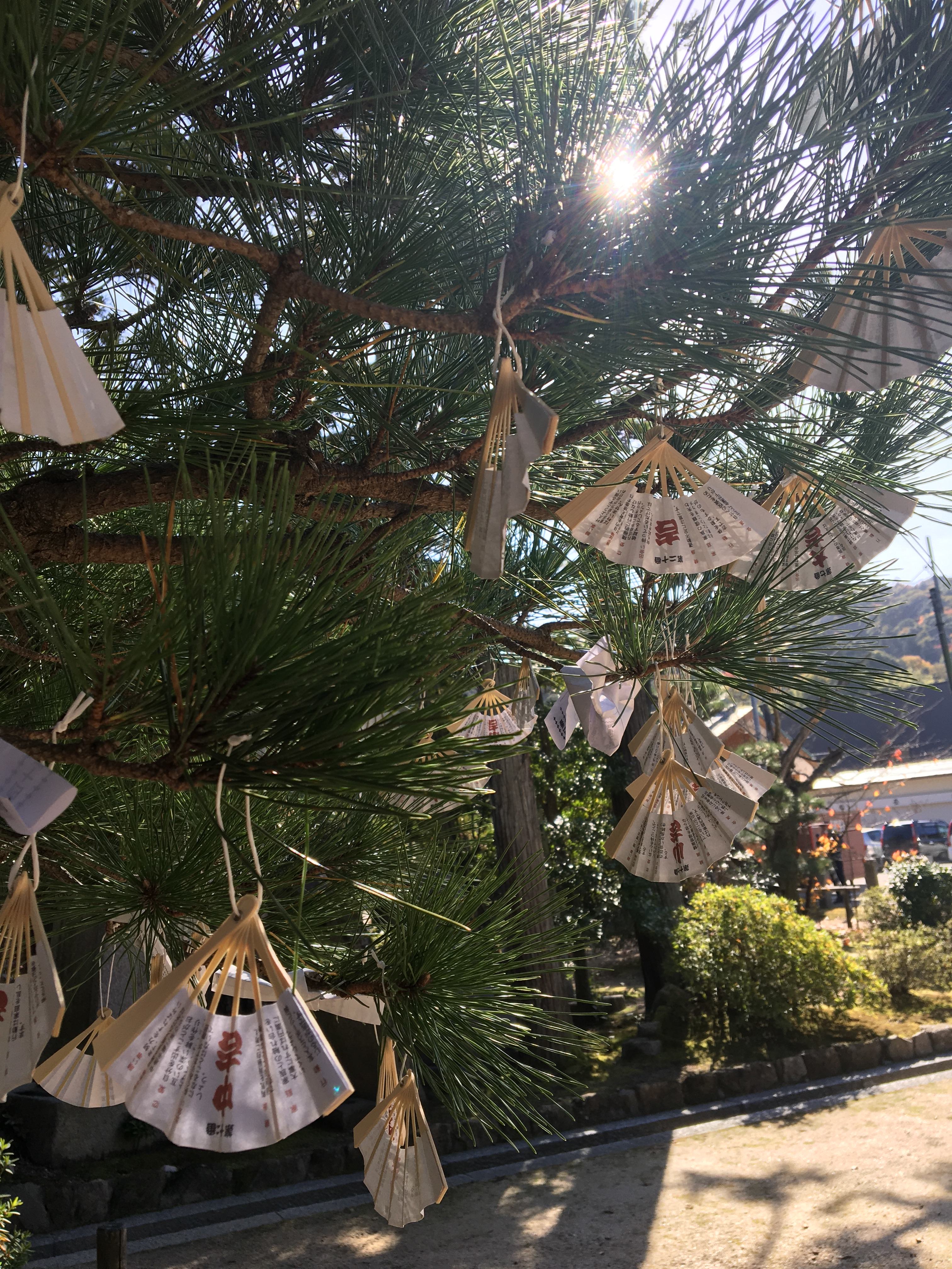 Omikuji hanging from the pine trees of the temple