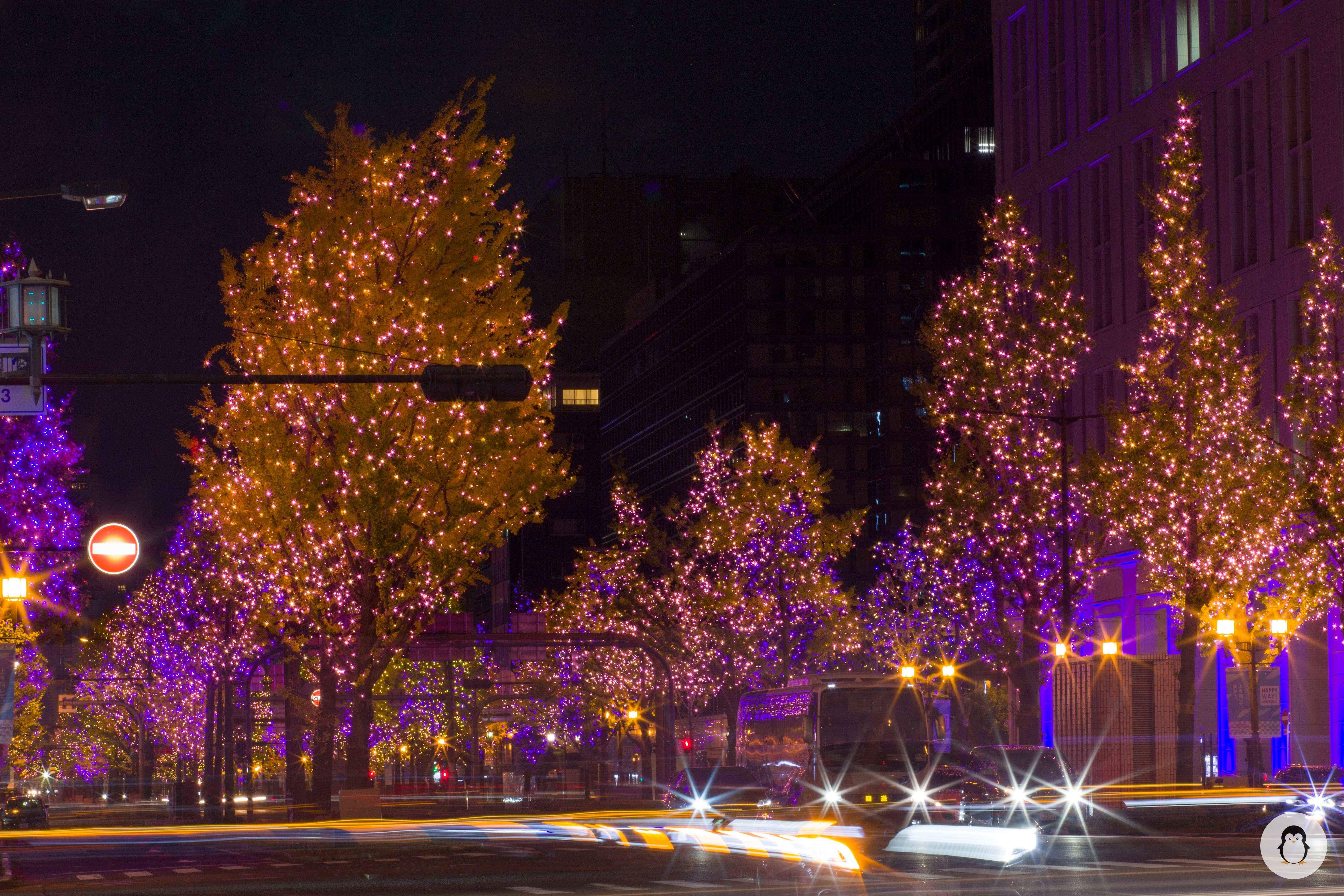 Sensational lit Ginkgo Biloba trees