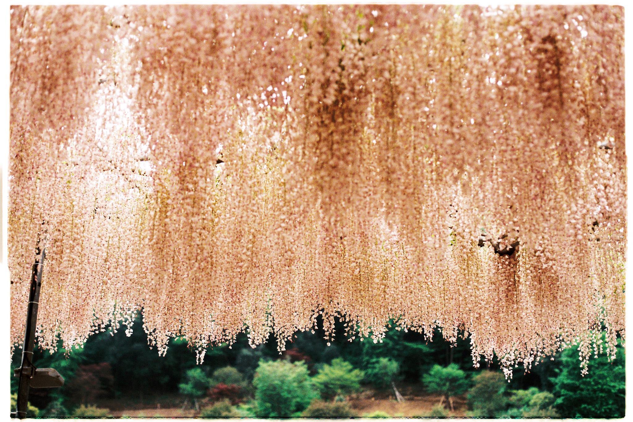Pretty Wisteria in the sun ^^