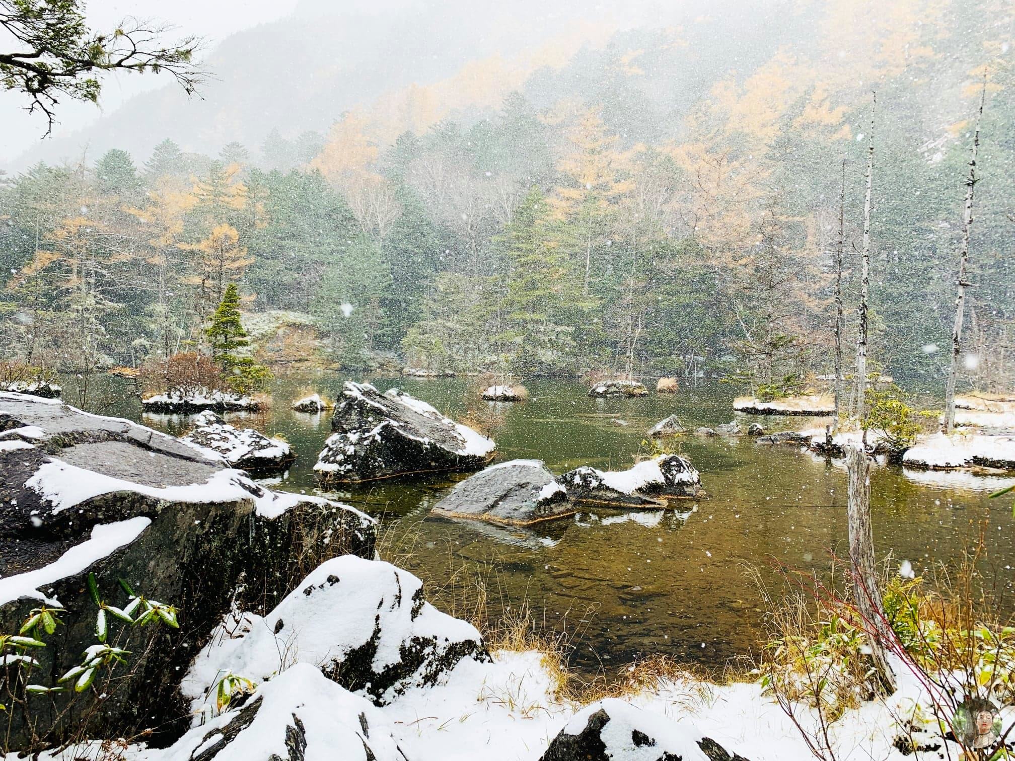 The yellow colour of autumn and the white colour of winter together create an uncommon beauty for the natural surrounding