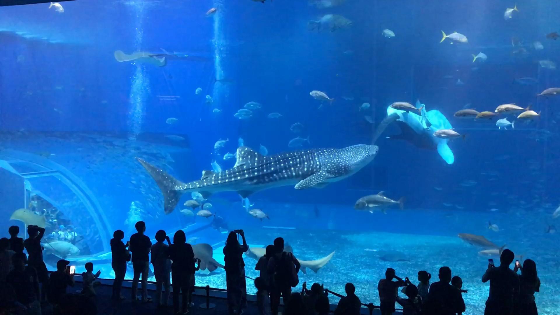 Figure 4: Photo of the Kuroshio Sea (main tank)