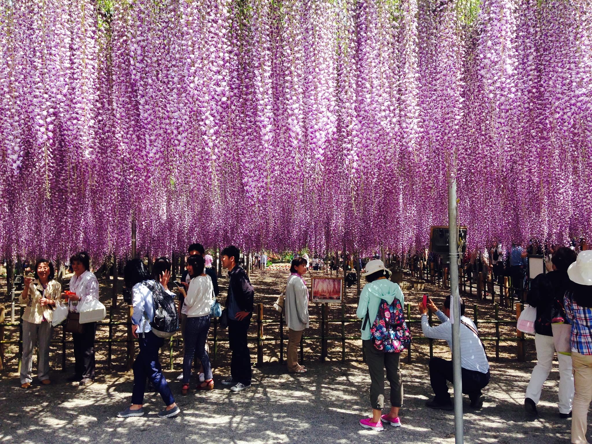 A crowd of visitors coming to enjoy Wisteria