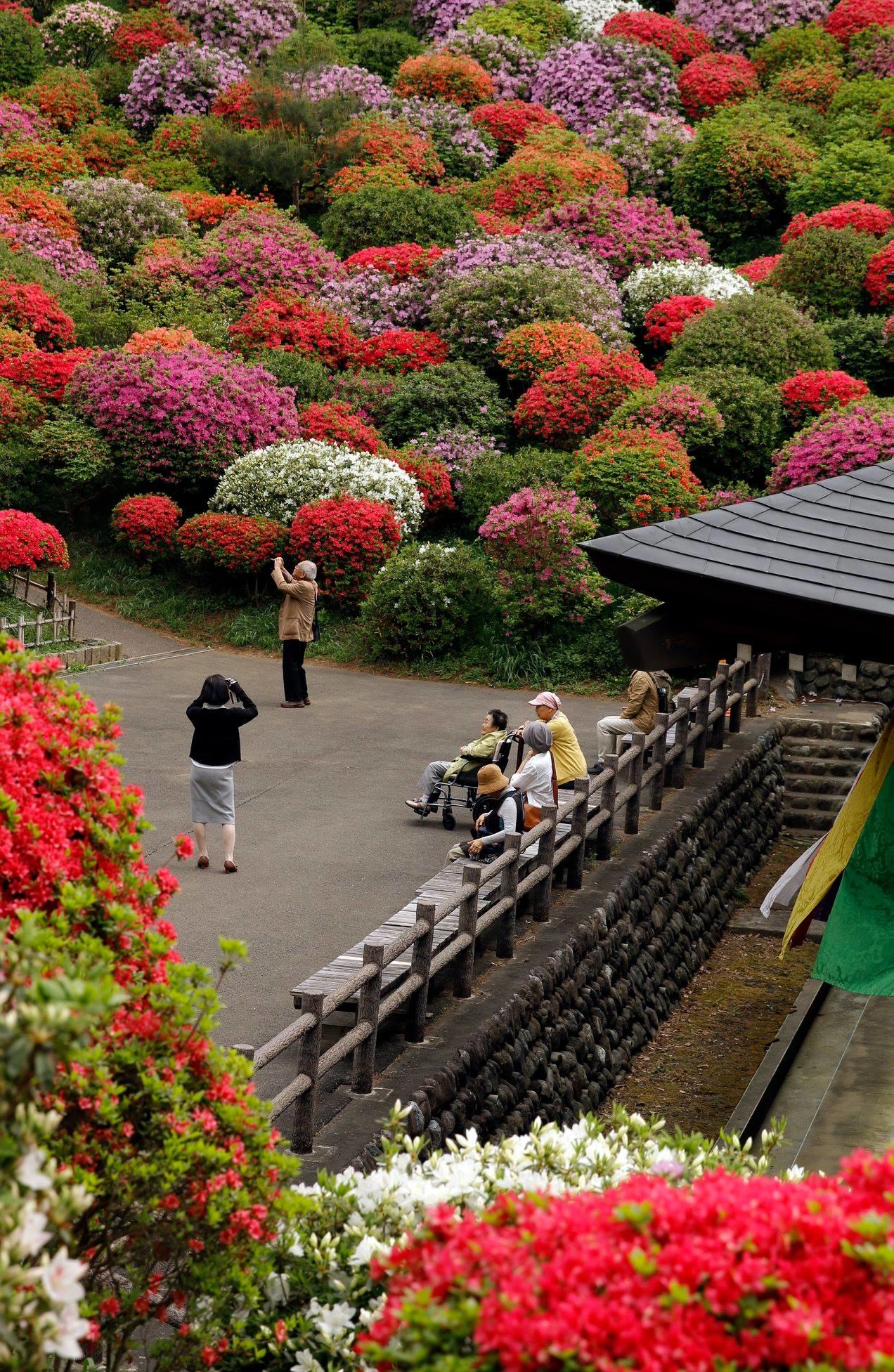 People of all ages, from young to old, want to capture this beautiful scenery.