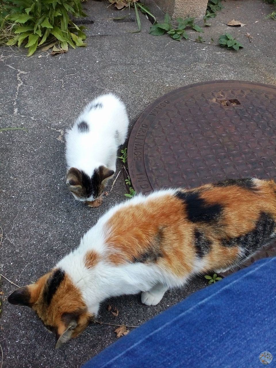 The bossy cats at the Nagasaki University