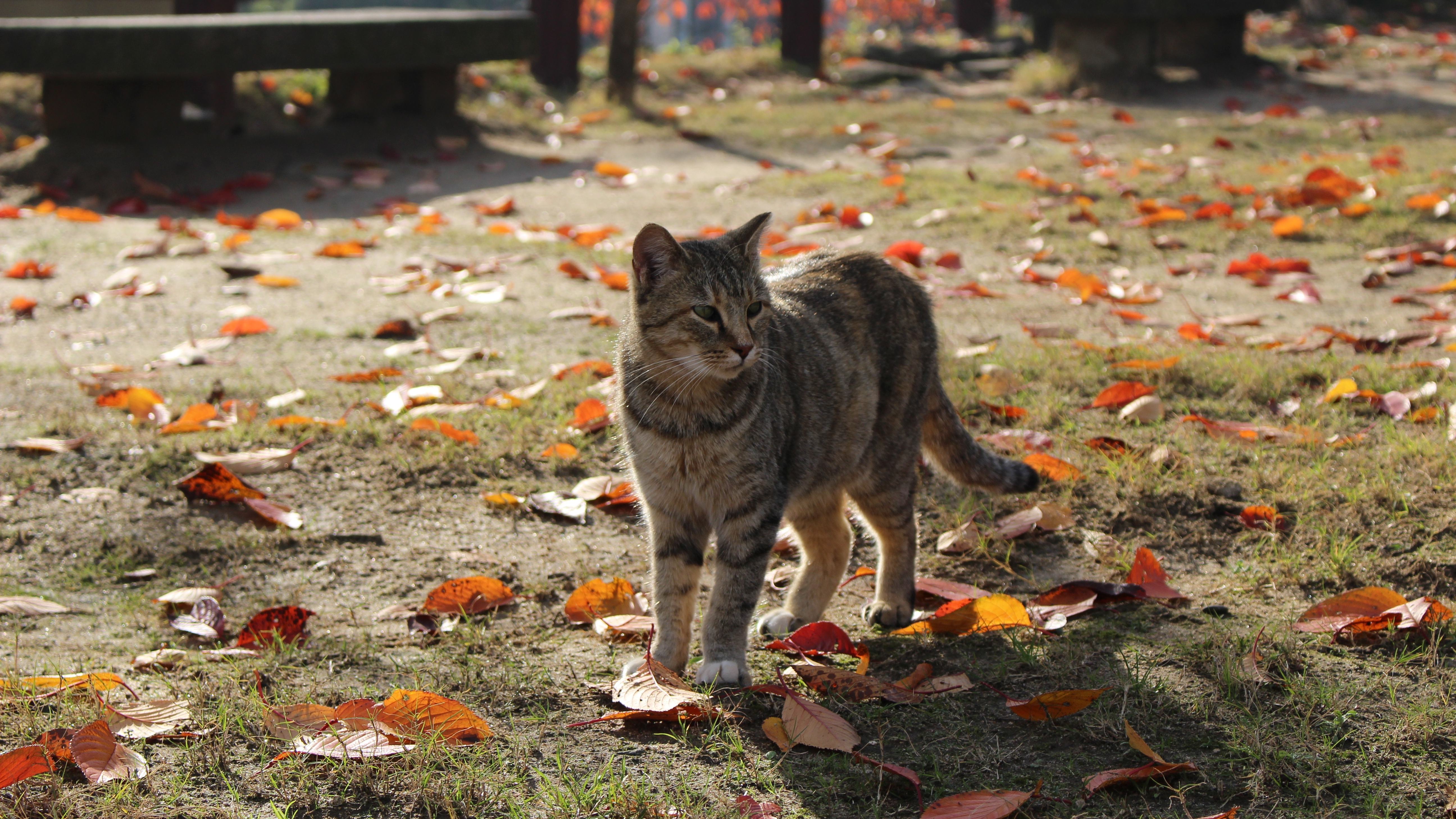 Onomichi - A heaven for cat lovers