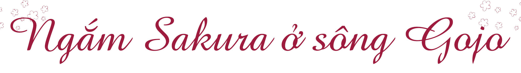 Hoa anh đào Nhật Bản - Biểu tượng của mùa xuân