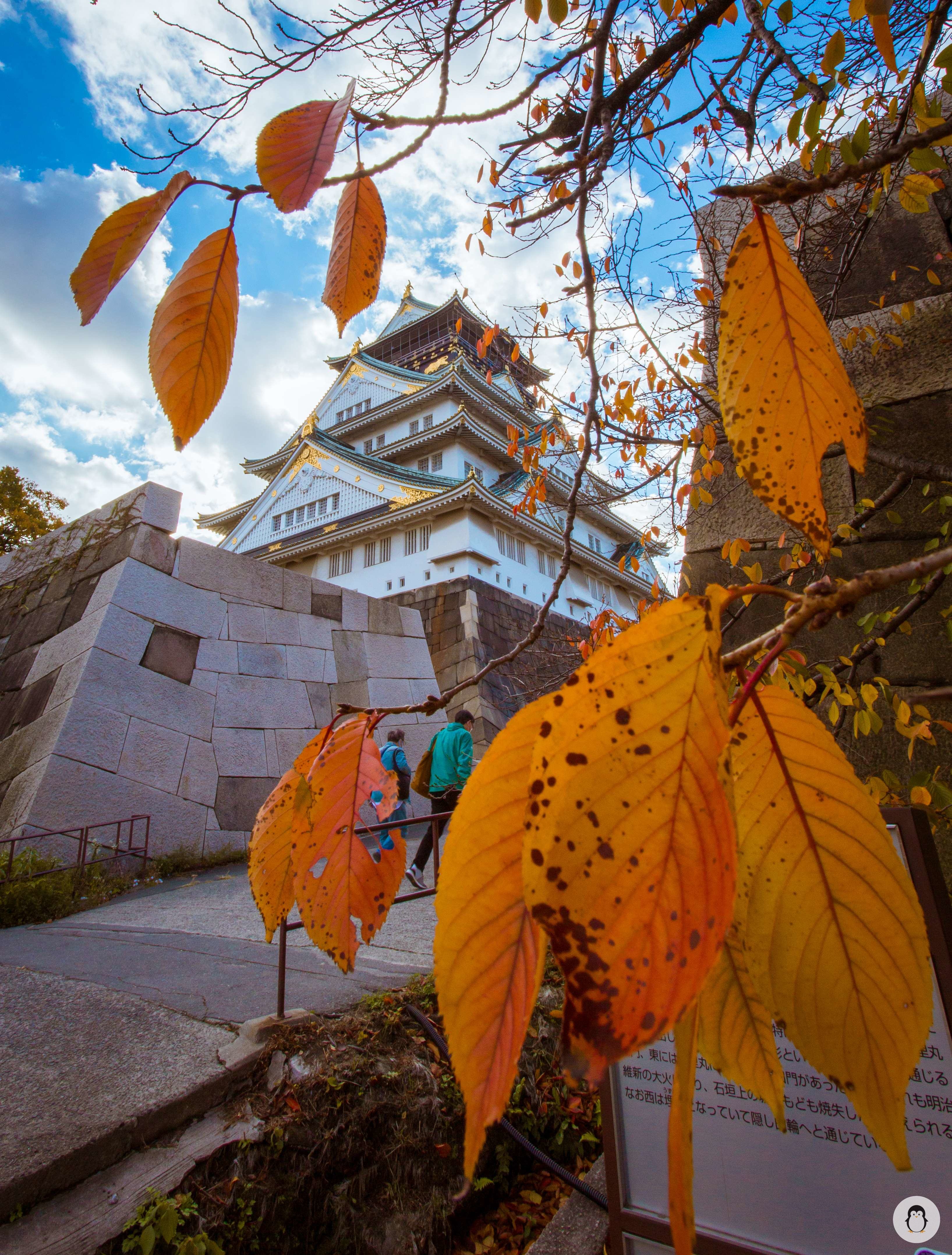 Yellow leaves dancing in the autumn wind