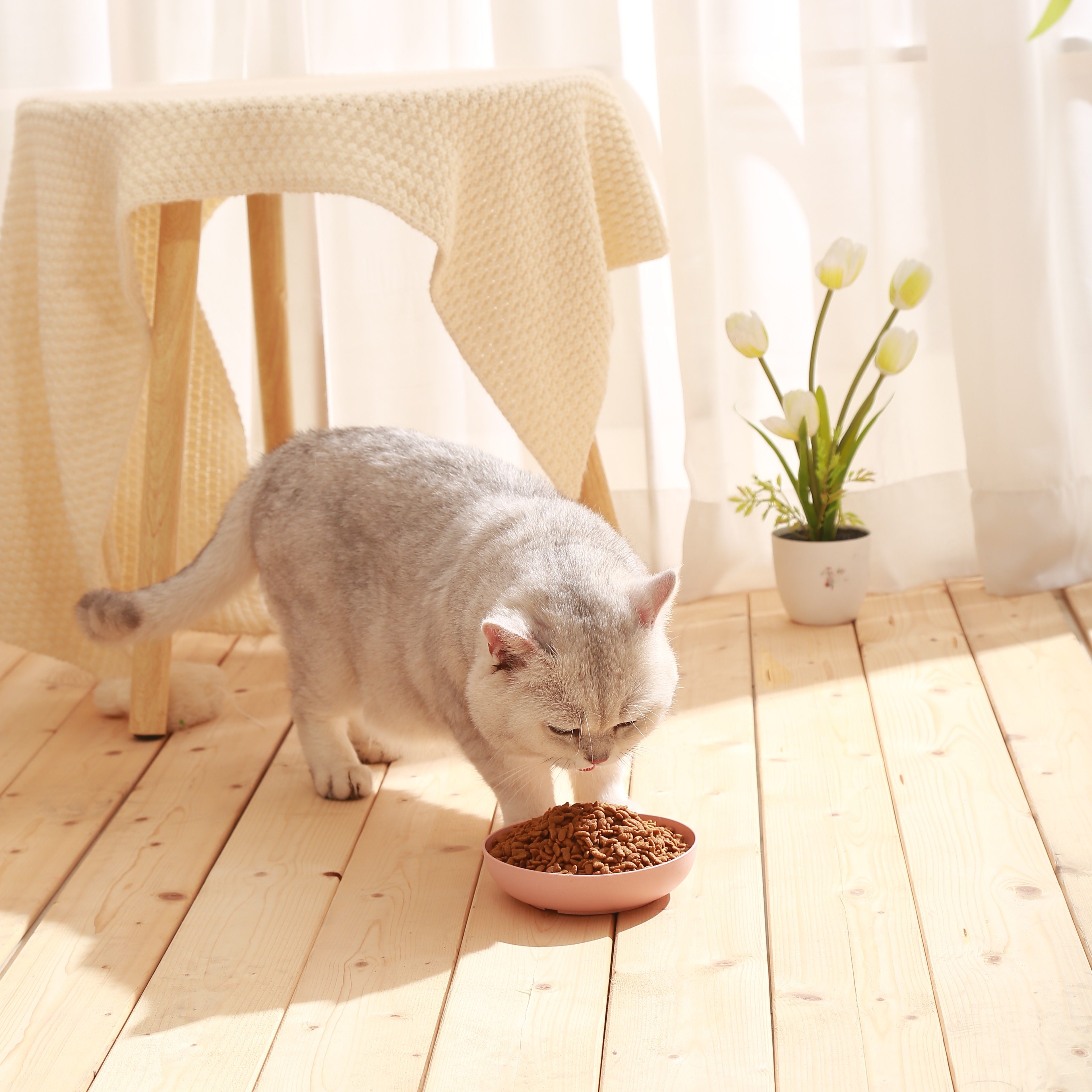 OEM/ODM Custom pet food Fresh meat cat food Dry cat food factory wholesale cat feed