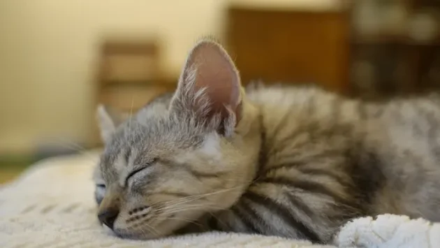 猫が描かれているロゴ