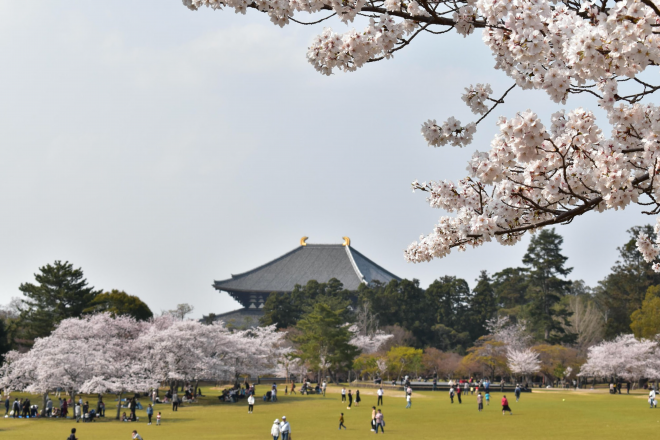 奈良市の春を楽しんで欲しい 奈良公園で見られる桜の綺麗な場所3選 いってみたい くらしてみたい 地域の仕事 移住 さすらいワーク Lohai ロハイ