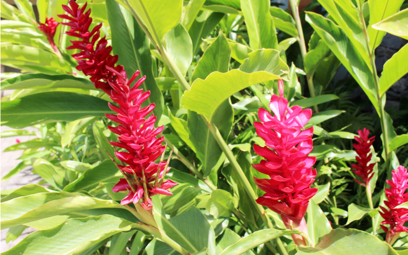 日本だったら考えられない！？ 南国・タヒチだからこそおきたフリーランサー失敗談