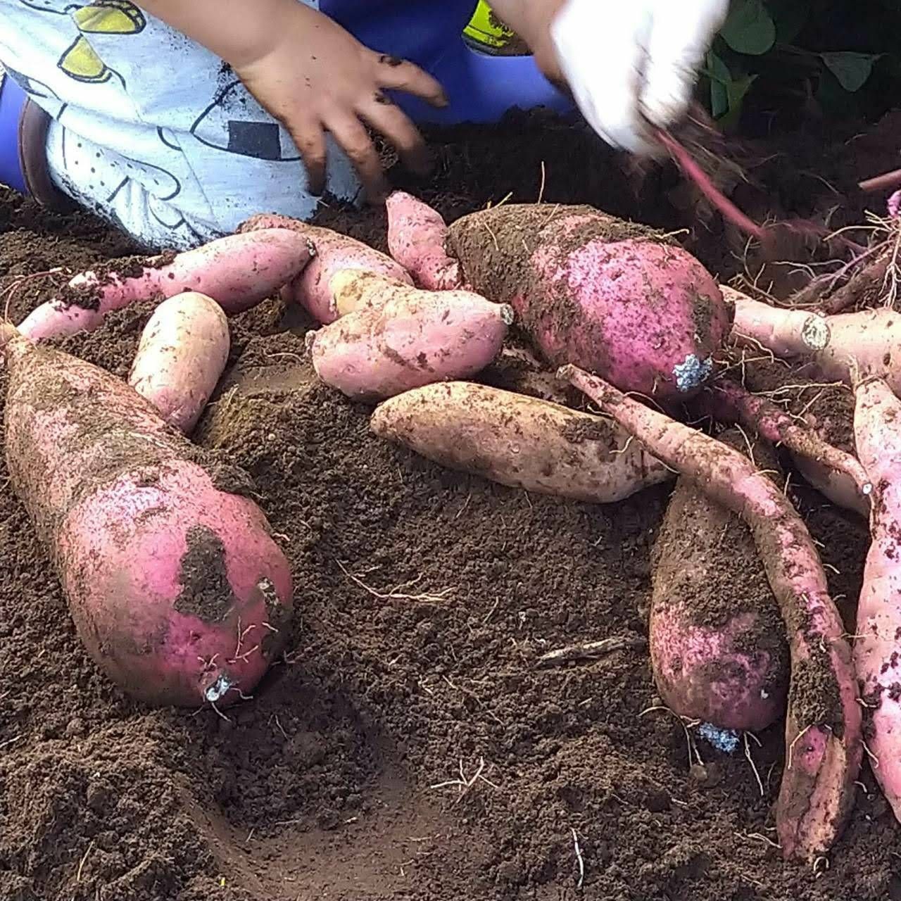 保護者向け説明資料 - 25年11月_都内で芋掘り＆秋の公園遊び