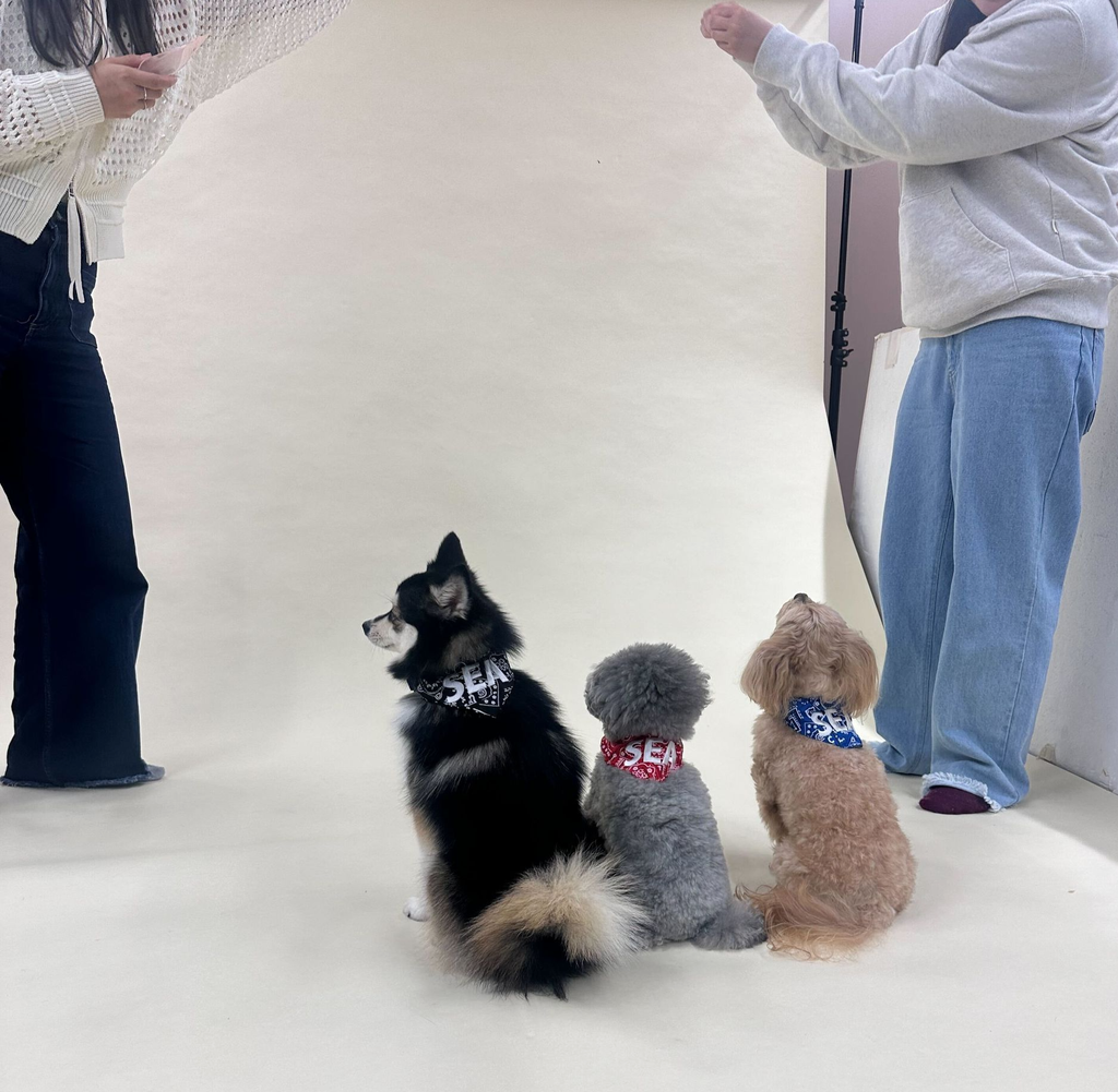 モデルもこなす弊社の社員犬🐕