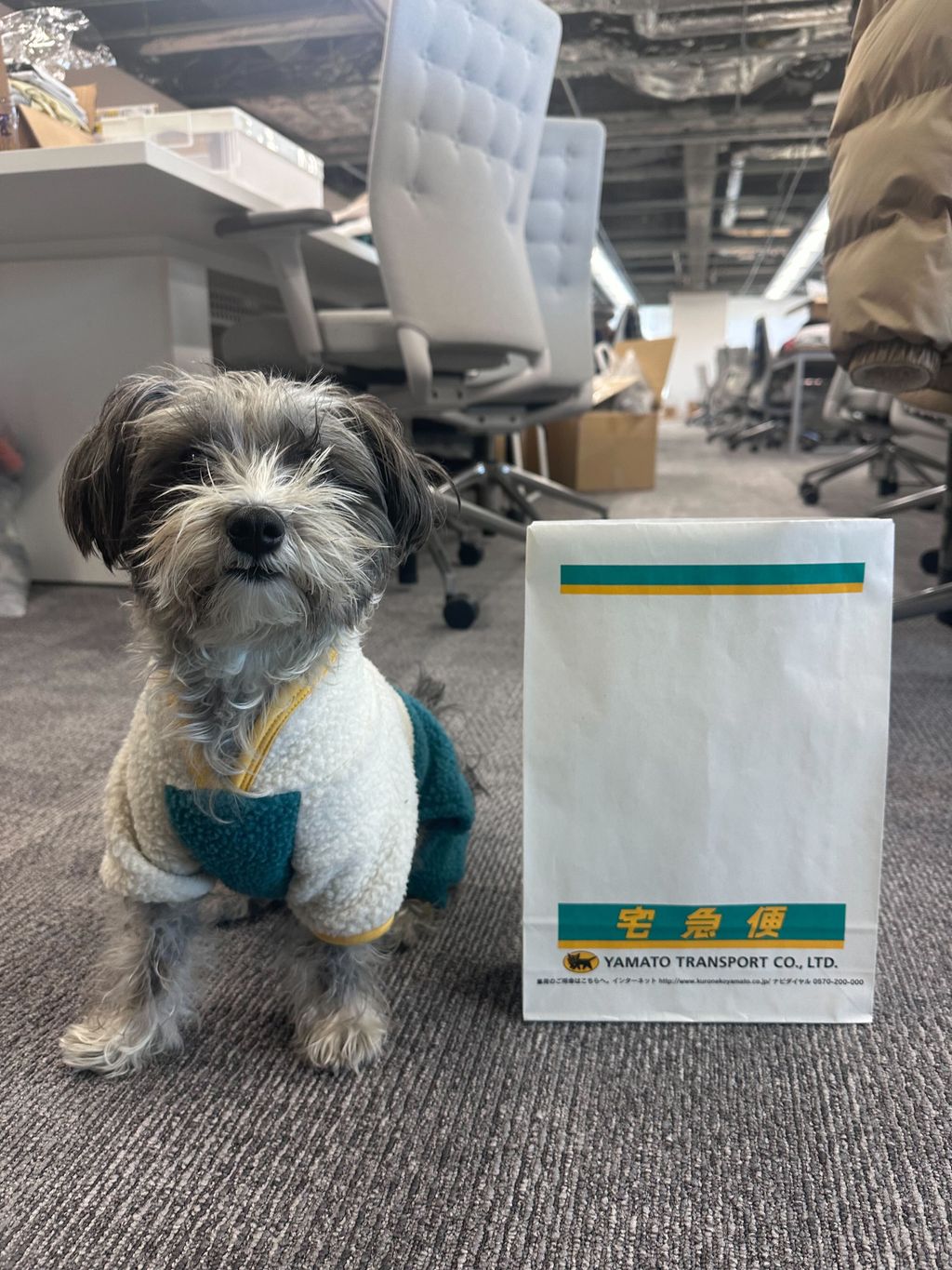 サンプルなど1日に届く荷物の量はとても多いですが、あたちに任せてください📦