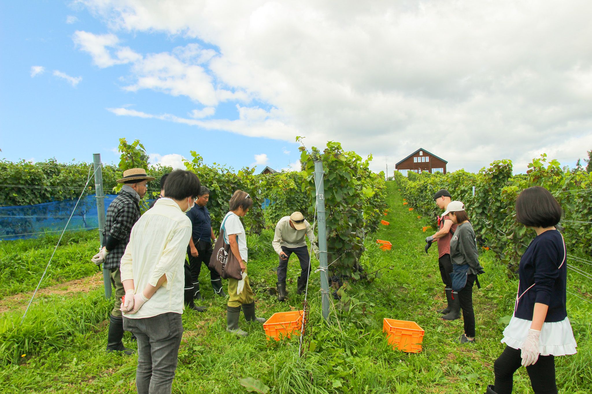 ワイナリー（ドメーヌレゾン）で行われたぶどう収穫体験の様子。生産者の話を聞きながら味わう、季節ならではの体験です。