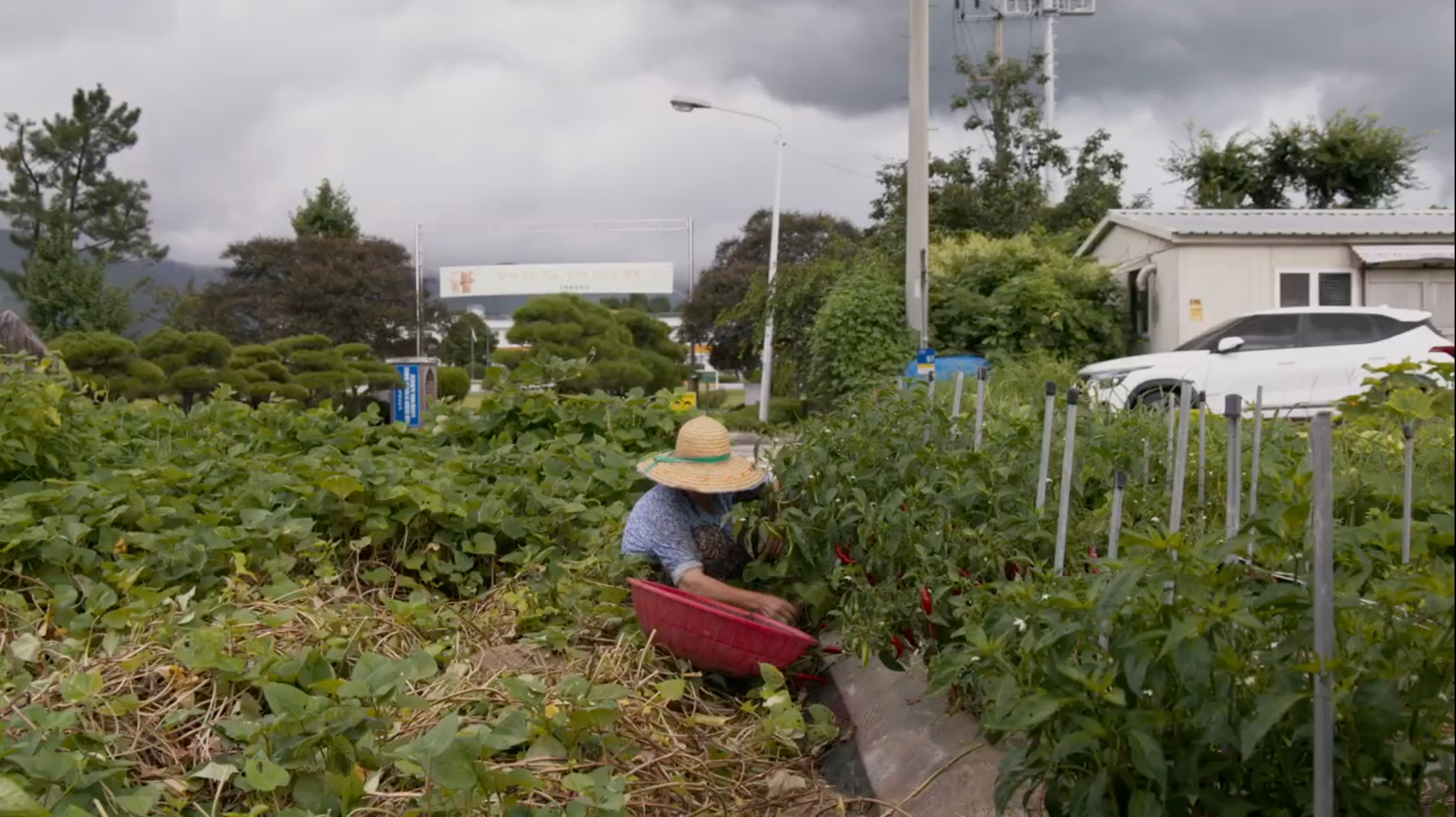  An elderly woman is seated in a field, harvesting peppers. / 一人の年配の女性が畑に腰を下ろし、唐辛子を収穫している。