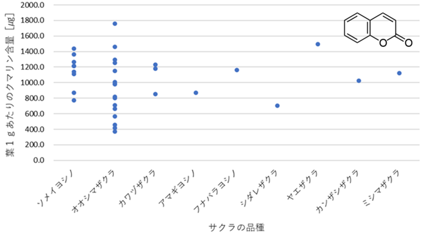 図１．2023年度までの研究成果
伊東市城ケ崎海岸のオオシマザクラが最大のクマリン含量を示した。ソメイヨシノ、オオシマザクラ、カワヅザクラの品種間で、クマリン含量に統計学的に意味ある差は見られなかった。右上はクマリンの構造式。