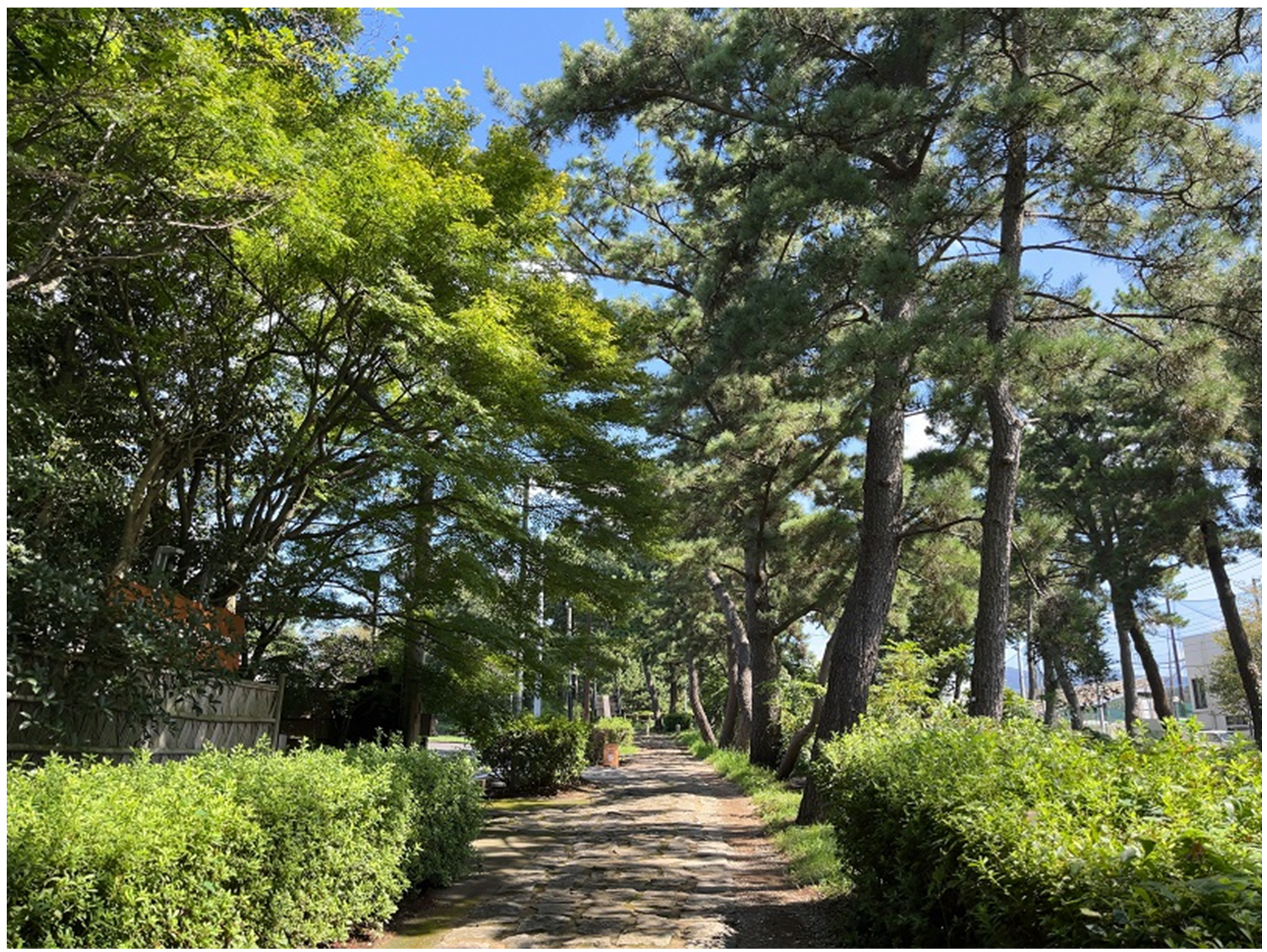 図１．箱根旧街道松並木の写真