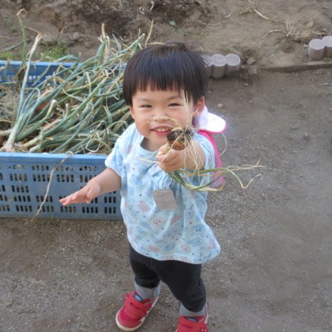 小ぶりですが、沢山収穫できました。