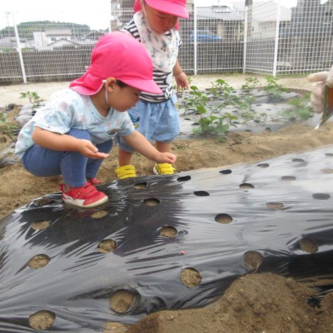 種を落として