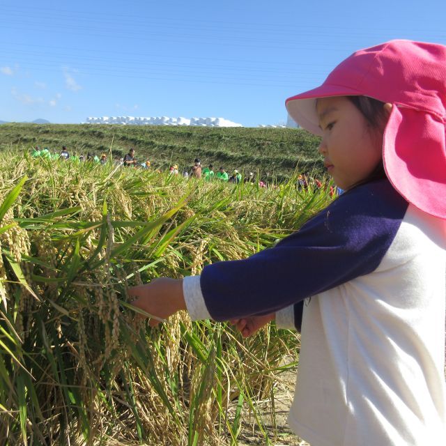 お米になるんだよ～　とお話しすると、少し考えて「ごはんになるの～？」と尋ねてきた可愛い子ども達です。
