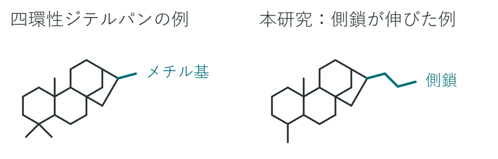 推定構造の一例。左は四環性ジテルパンの例、右は本研究で見つかった側鎖が伸びた例。