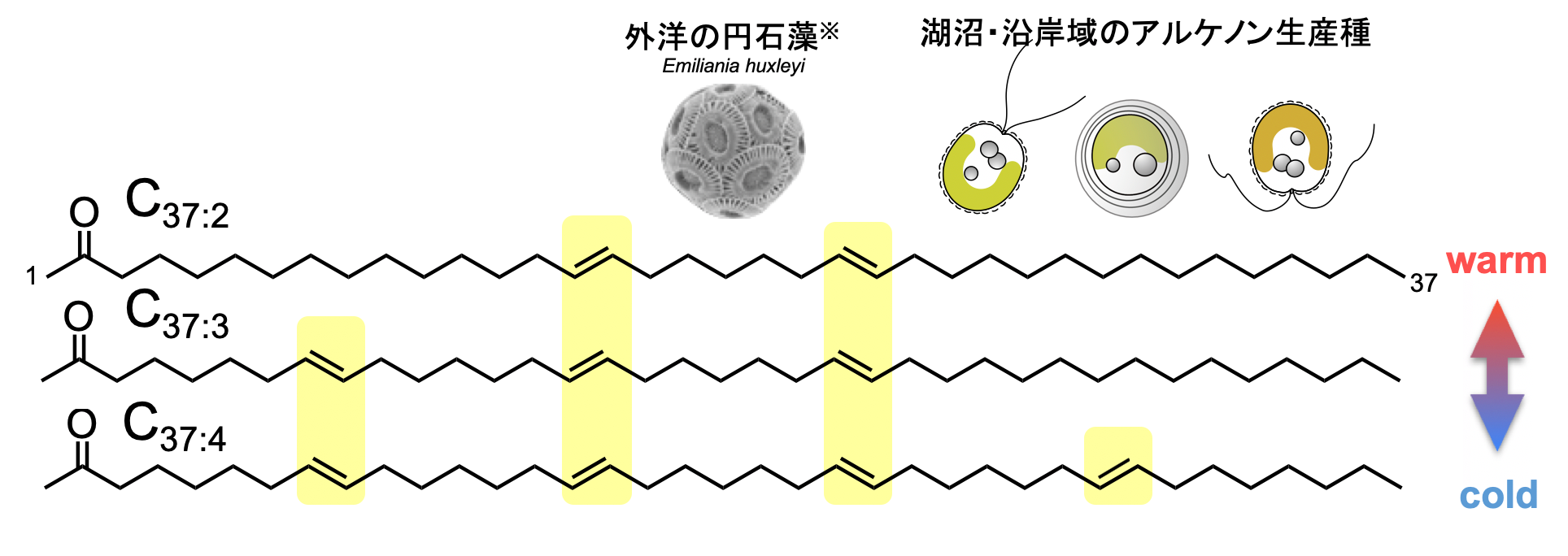 図1. 代表的なアルケノン分子(炭素数37の2〜4不飽和メチルアルケノン)とその生産種:アルケノン生産種は、成育水温に応じてアルケノン組成を調節していて、低温ほど3不飽和や4不飽和アルケノンを多く合成する。