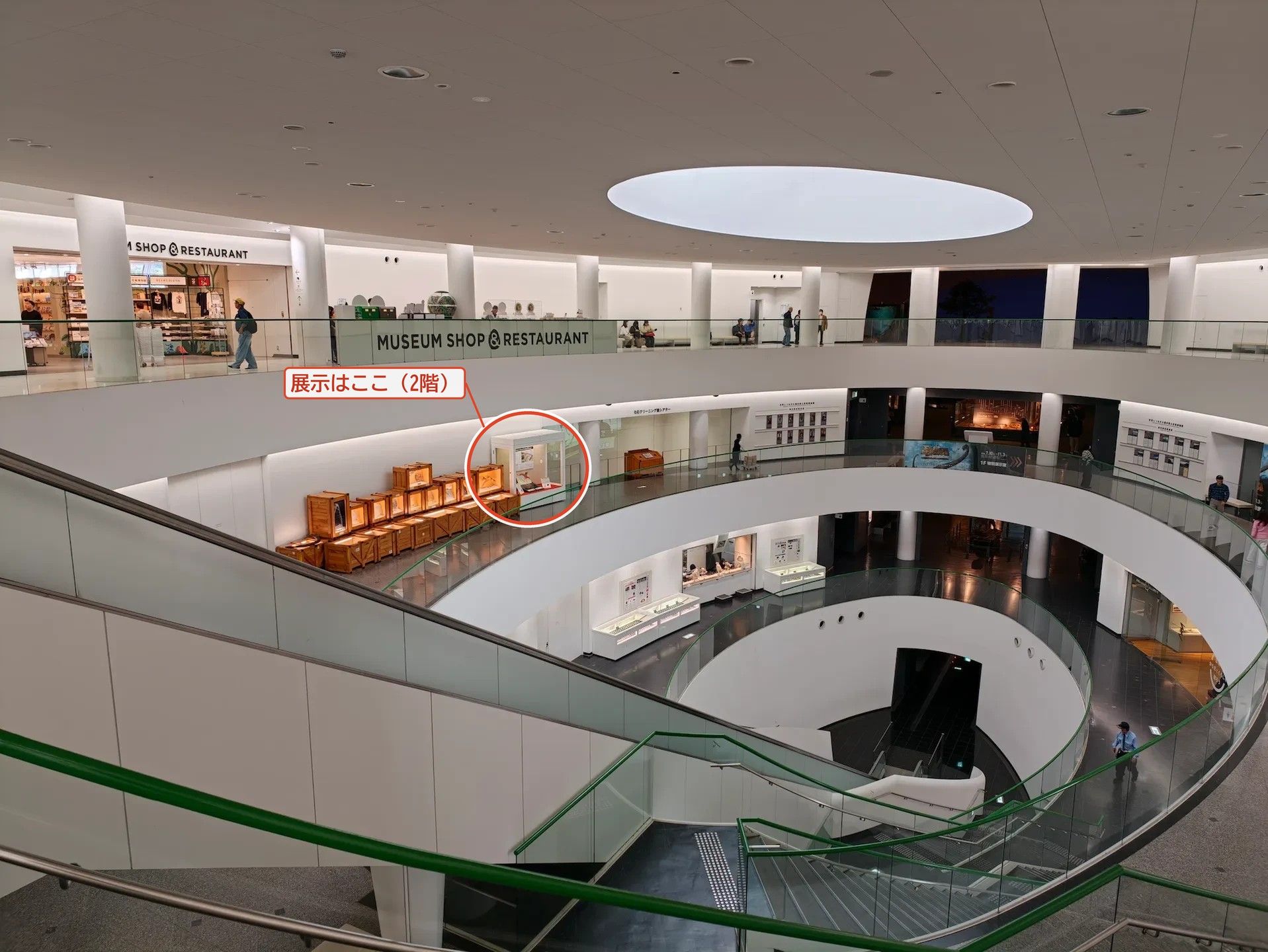 印のところが展示です。2階、化石クリーニング室シアターの横の展示ケースに、標本2点とパネルを並べています。