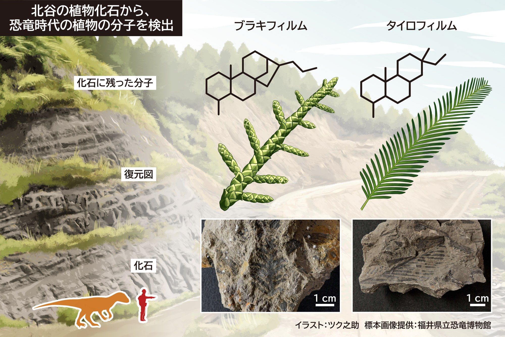 北谷の植物化石と復元図、化石に残っていた分子の構造（推定を含む）。イラスト：ツク之助　標本画像提供：福井県立恐竜博物館