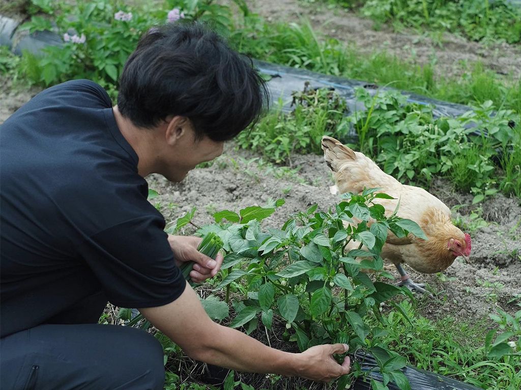 畑に生える青草は人にとっては雑草だがニワトリにとっては美味しいサラダ