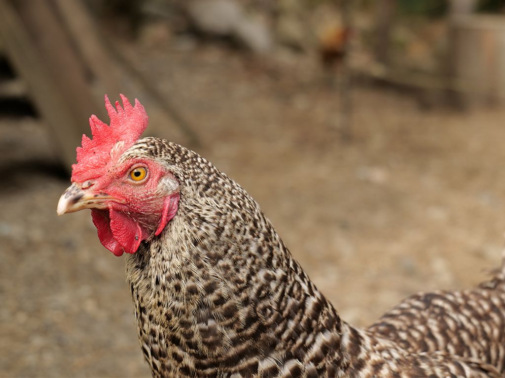 初めて飼育したおうはん雌。4歳を越えて産卵率は落ちたが今でも美味しい卵を産んでくれる。ニワトリの寿命は10年以上といわれる