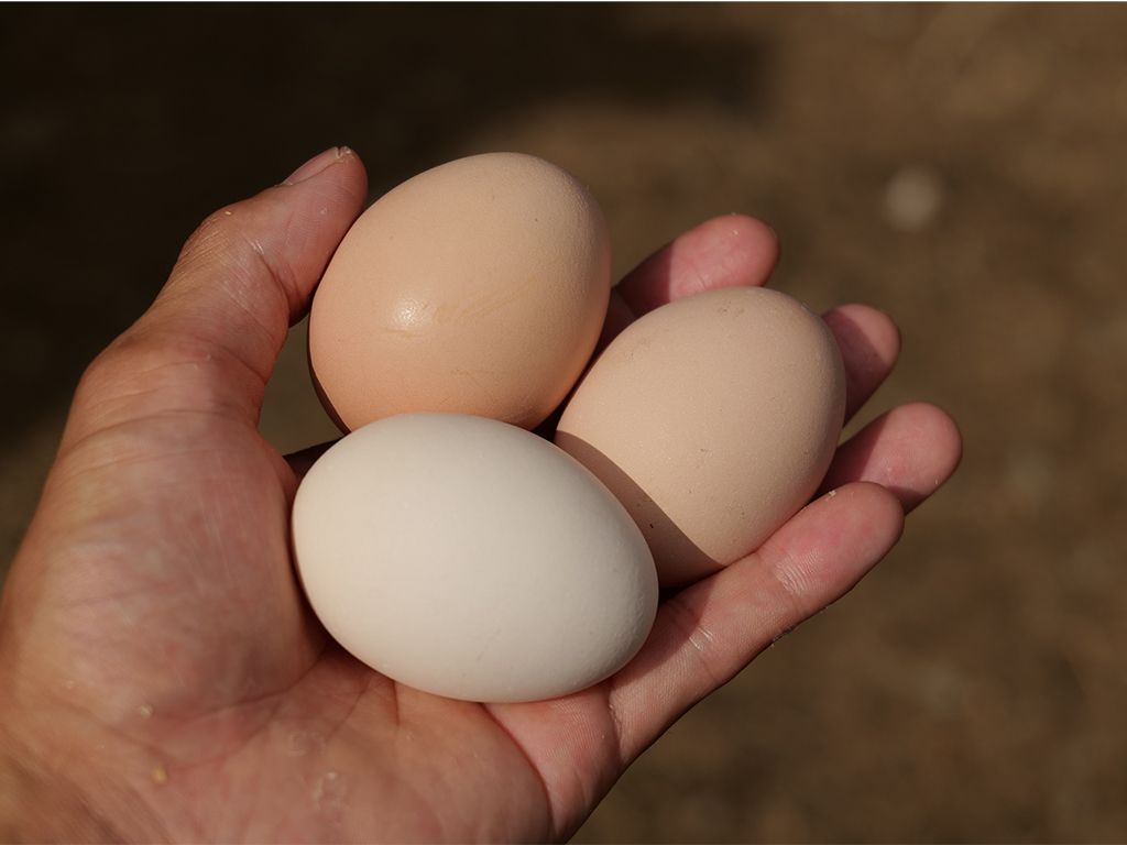 卵はニワトリが食べた飼料や体調の良し悪しが如実にあらわれる。卵を産まない雄を一定割合で飼育することで有精卵を生産する
