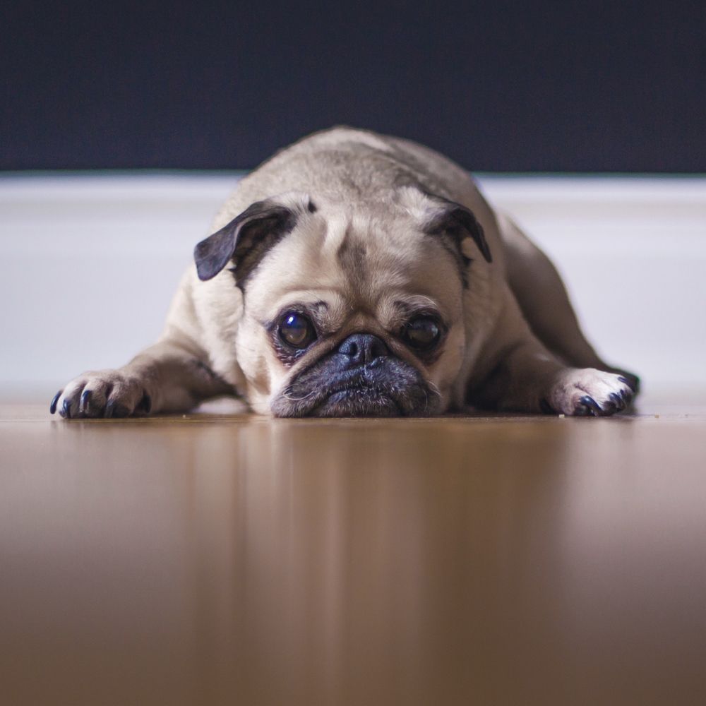Henry, our mascot, will happily greet you at the door. All dogs are welcome in the office.