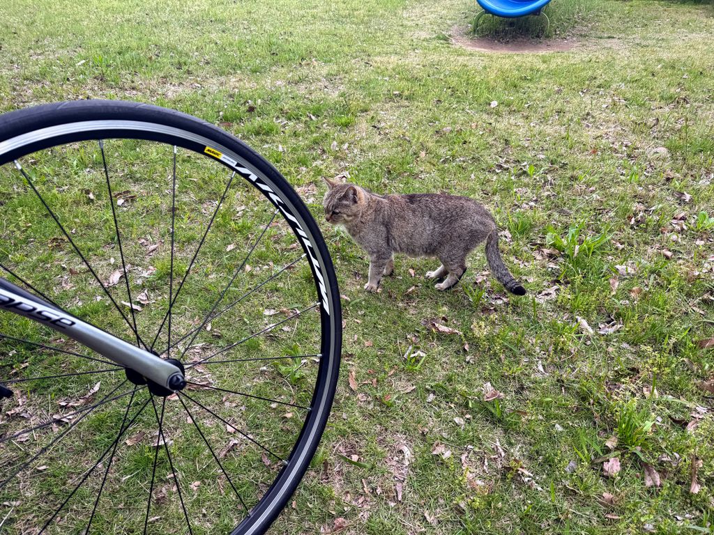 途中の休憩ではネコがいた