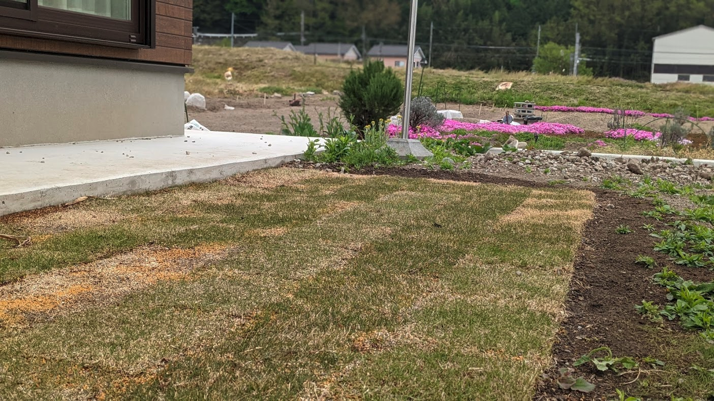 今年から始めた芝の育成