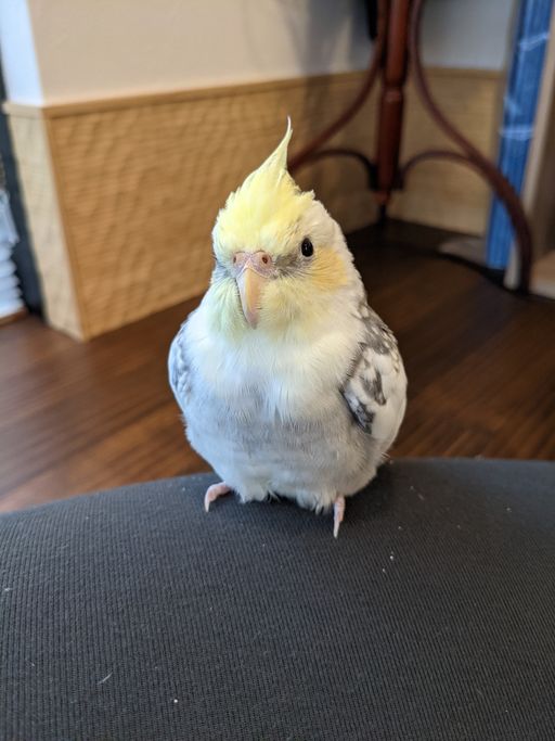 オカメインコのぴーなっつ