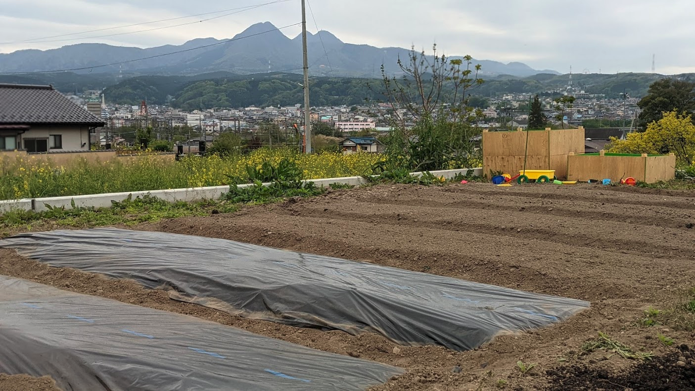 畑にマルチを敷いてみた
