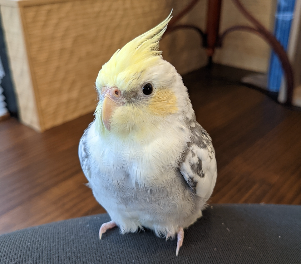 オカメインコのぴーなっつ