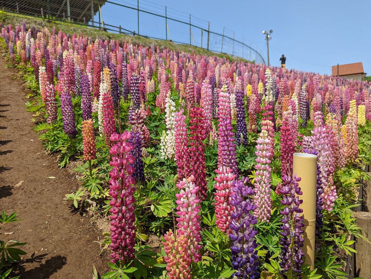 隣町でお花が見頃という情報が流れてきて、すぐに空いている平日に見に行けたのはよかった