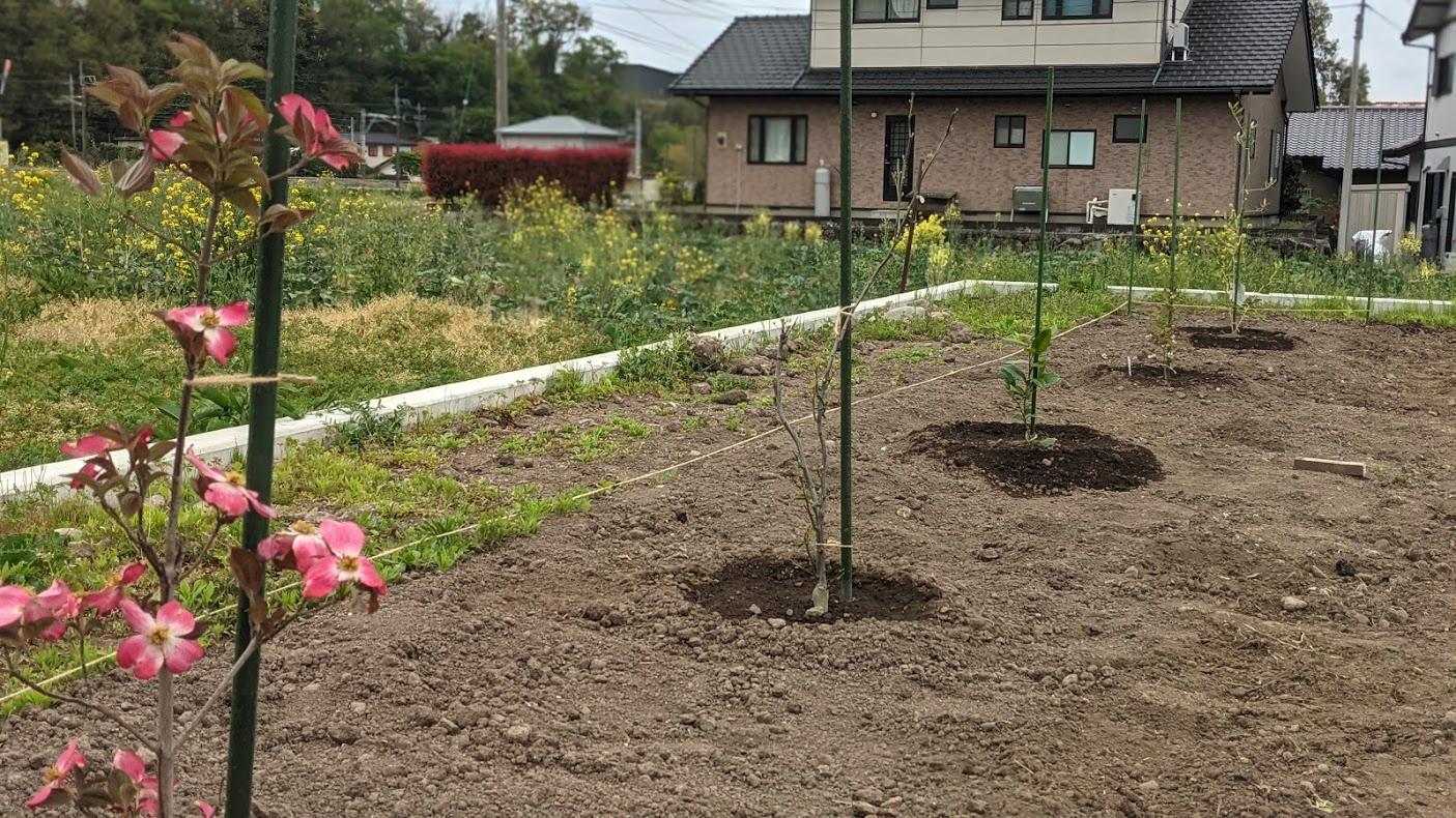 手前からハナミズキ、みかん、レモン、ブルーベリー、オリーブ