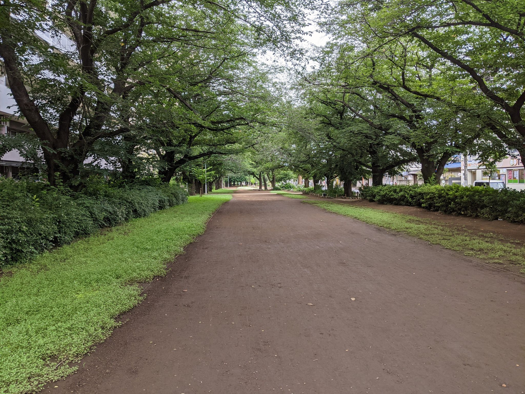 公園の横には桜並木があります。ここもお散歩コースです。