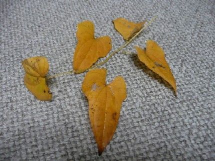 参照元：http://irohamomizi.jugem.jp/?eid=184