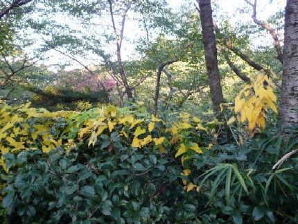 参照元：http://irohamomizi.jugem.jp/?eid=184