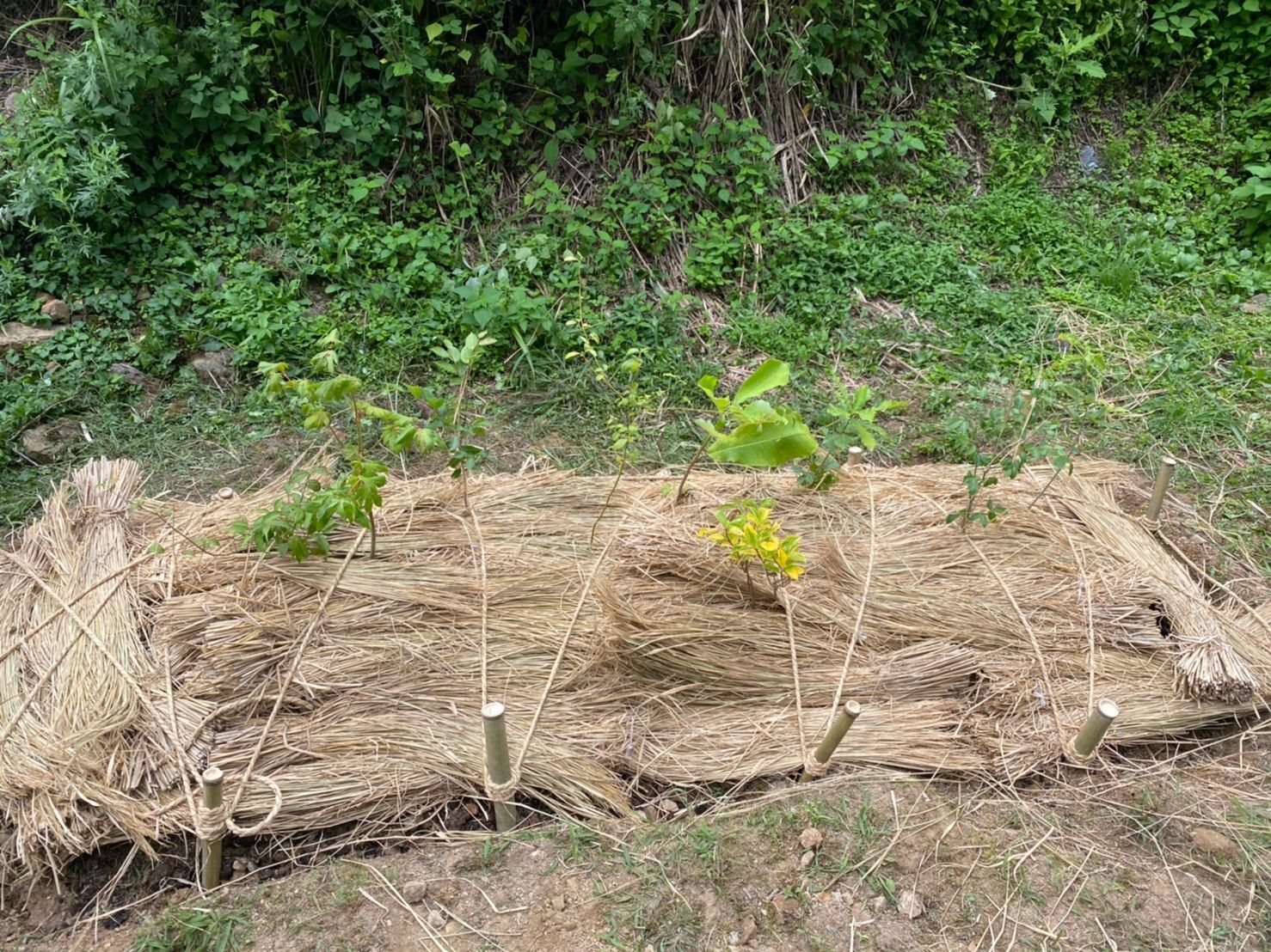 植樹後、雨風等で土が流されないように、ワラと縄で土壌を覆う作業を行った後の様子。