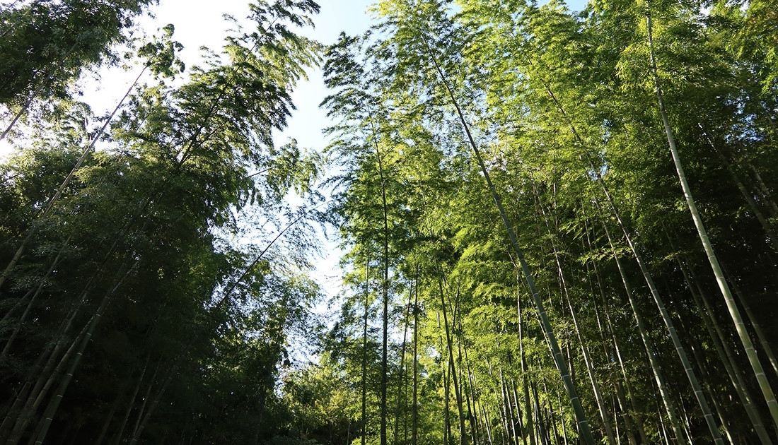 and FOREST勝浦　竹の離れ