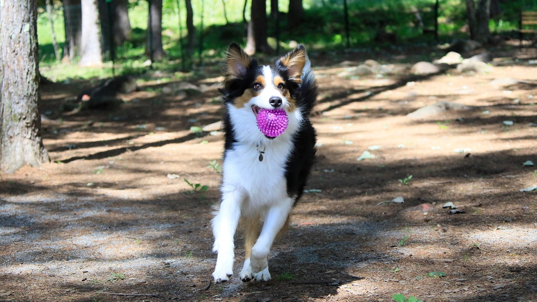 ゆとりろ蓼科ホテルwithDOGS